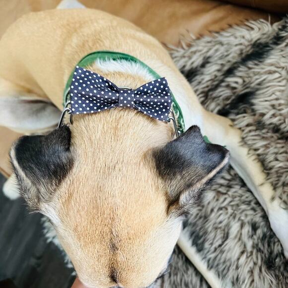 3/$20 NEW HANDMADE Light Blue Floral White Dog Cat Pet Collar Elastic Bow Tie - Picture 5 of 5